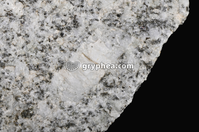 Phénocristal d'orthose dans un granite - détail - gryphea.com